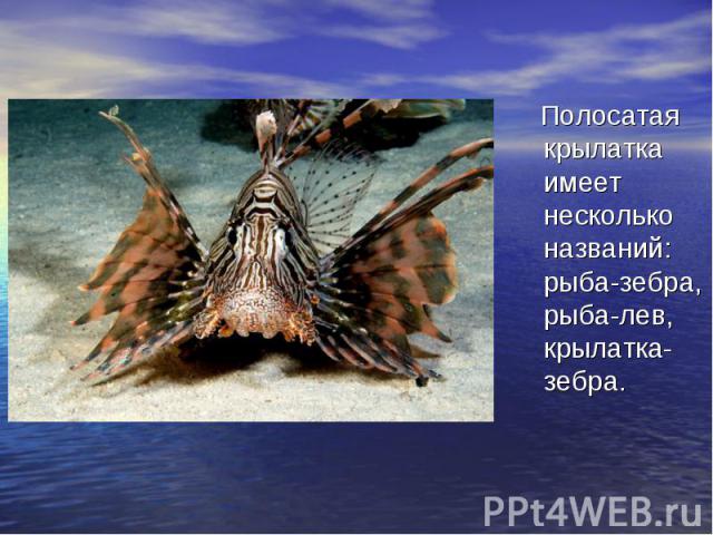 Полосатая крылатка имеет несколько названий: рыба-зебра, рыба-лев, крылатка-зебра.
