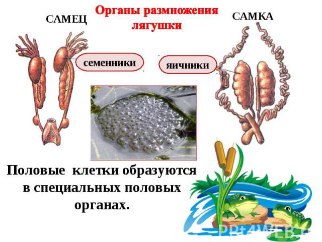 Органы размножения лягушки Половые клетки образуются в специальных половых органах.