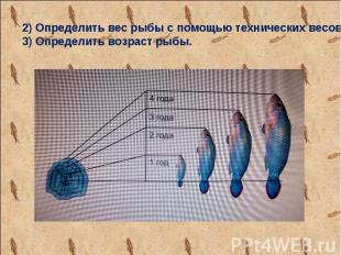 2) Определить вес рыбы с помощью технических весов 3) Определить возраст рыбы.