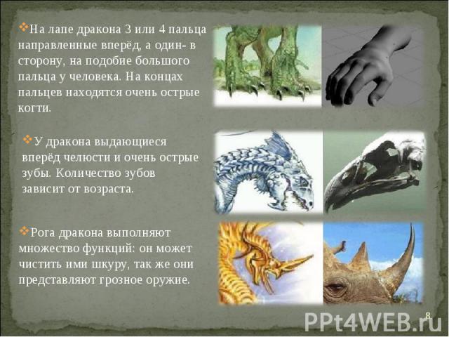 На лапе дракона 3 или 4 пальца направленные вперёд, а один- в сторону, на подобие большого пальца у человека. На концах пальцев находятся очень острые когти. У дракона выдающиеся вперёд челюсти и очень острые зубы. Количество зубов зависит от возрас…