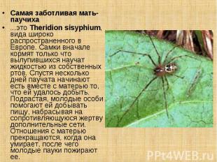 Самая заботливая мать-паучиха ...это Theridion sisyphium, вида широко распростра