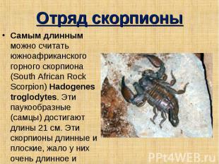 Отряд скорпионы Самым длинным можно считать южноафриканского горного скорпиона (