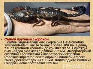 Самый крупный скорпион ...самцы индо-малайского скорпиона Heterometrus swannerde