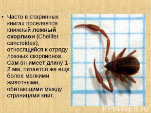 Часто в старинных книгах поселяется книжный ложный скорпион (Chelifer cancroides