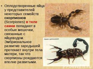 Оплодотворенные яйца у представителей некоторых семейств скорпионов (Scorpiones)