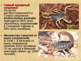 Самый ядовитый скорпион На долю распространенного в Тунисе скорпиона Androctomus