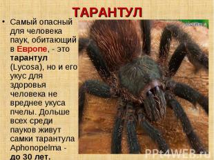 ТАРАНТУЛ Самый опасный для человека паук, обитающий в Европе, - это тарантул (Ly