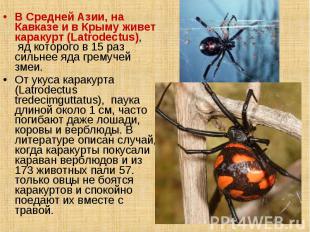 B Средней Азии, на Кавказе и в Крыму живет каракурт (Latrodectus),  яд которого