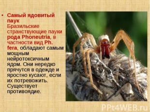 Самый ядовитый паук Бразильские странствующие пауки рода Phoneutria, в частности