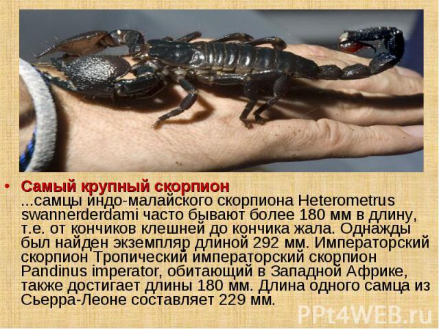 Самый крупный скорпион ...самцы индо-малайского скорпиона Heterometrus swannerderdami часто бывают более 180 мм в длину, т.е. от кончиков клешней до кончика жала. Однажды был найден экземпляр длиной 292 мм. Императорский скорпион Тропический императ…