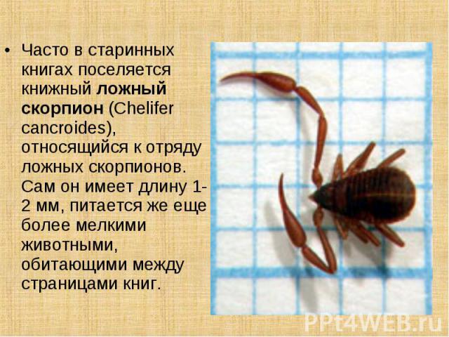 Часто в старинных книгах поселяется книжный ложный скорпион (Chelifer cancroides), относящийся к отряду ложных скорпионов. Сам он имеет длину 1-2 мм, питается же еще более мелкими животными, обитающими между страницами книг.