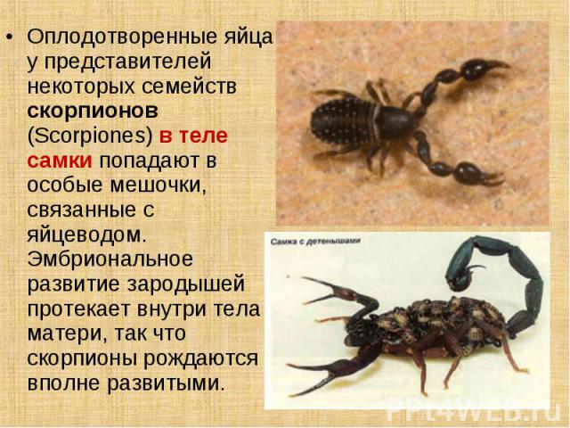 Оплодотворенные яйца у представителей некоторых семейств скорпионов (Scorpiones) в теле самки попадают в особые мешочки, связанные с яйцеводом. Эмбриональное развитие зародышей протекает внутри тела матери, так что скорпионы рождаются вполне развитыми.