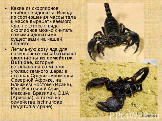 Какие из скорпионов наиболее ядовиты. Исходя из соотношения массы тела к массе вырабатываемого яда, некоторые виды скорпионов можно считать самыми ядовитыми существами на нашей планете. Летальную дозу яда для позвоночных вырабатывают скорпионы из се…