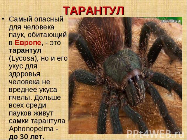 ТАРАНТУЛ Самый опасный для человека паук, обитающий в Европе, - это тарантул (Lycosa), но и его укус для здоровья человека не вреднее укуса пчелы. Дольше всех среди пауков живут самки тарантула Aphonopelma - до 30 лет.