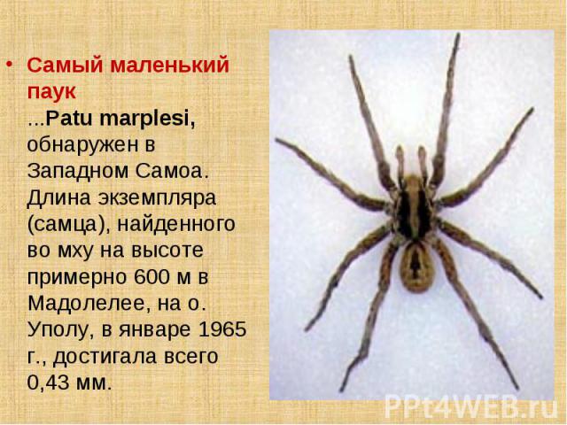 Самый маленький паук ...Patu marplesi, обнаружен в Западном Самоа. Длина экземпляра (самца), найденного во мху на высоте примерно 600 м в Мадолелее, на о. Уполу, в январе 1965 г., достигала всего 0,43 мм.