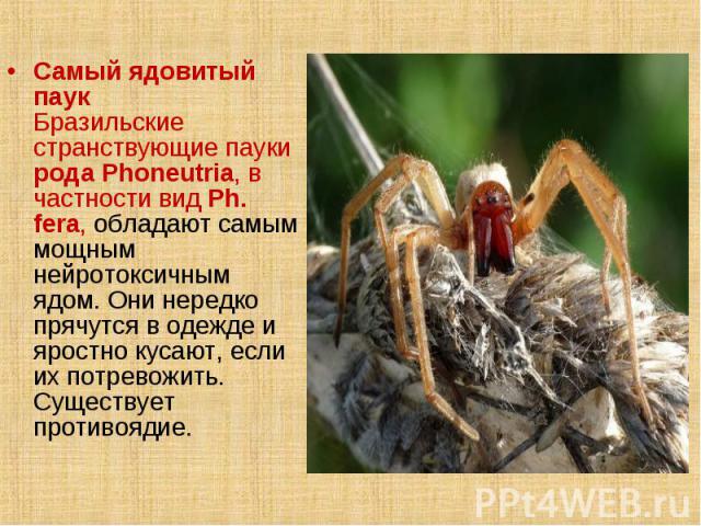 Самый ядовитый паук Бразильские странствующие пауки рода Phoneutria, в частности вид Ph. fera, обладают самым мощным нейротоксичным ядом. Они нередко прячутся в одежде и яростно кусают, если их потревожить. Существует противоядие.