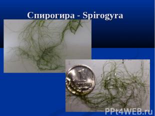 Спирогира - Spirogyra