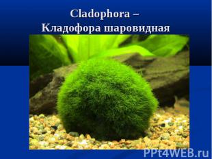 Cladophora – Кладофора шаровидная