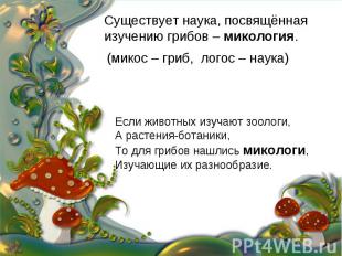 Существует наука, посвящённая изучению грибов – микология. (микос – гриб, логос