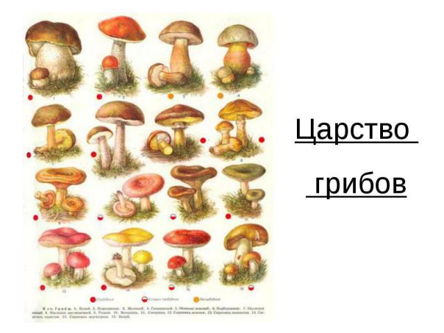 Царство грибов