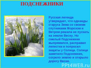 ПОДСНЕЖНИКИ Русская легенда утверждает, что однажды старуха Зима со своими спутн