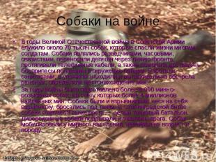 Собаки на войне В годы Великой Отечественной войны в Советской Армии служило око