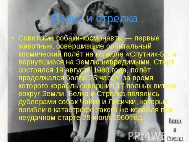 Белка и стрелка Советские собаки-космонавты — первые животные, совершившие орбитальный космический полёт на корабле «Спутник-5», и вернувшиеся на Землю невредимыми. Старт состоялся 19 августа 1960 года, полёт продолжался более 25 часов, за время кот…