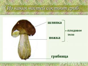 Из каких частей состоит гриб