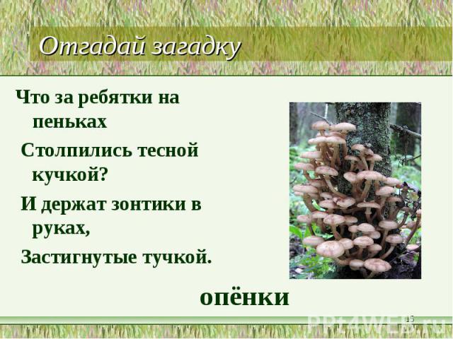 Отгадай загадку Что за ребятки на пеньках   Столпились тесной кучкой?  И держат зонтики в руках,  Застигнутые тучкой. опёнки