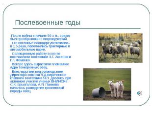 Послевоенные годы После войны в начале 50-х гг., совхоз был преобразован в овцев