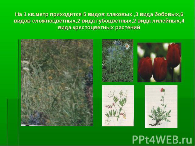На 1 кв.метр приходится 5 видов злаковых ,3 вида бобовых,6 видов сложноцветных,2 вида губоцветных,2 вида лилейных,4 вида крестоцветных растений