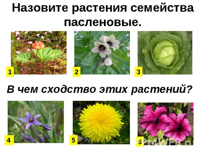 Назовите растения семейства пасленов ые. В чем сходство этих растений?