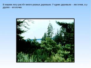 В нашем лесу растёт много разных деревьев. У одних деревьев – листочки, а у друг