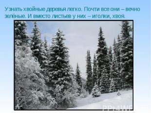 Узнать хвойные деревья легко. Почти все они – вечно зелёные. И вместо листьев у