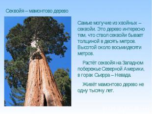 Секвойя – мамонтово дерево Самые могучие из хвойных – секвойи. Это дерево интере