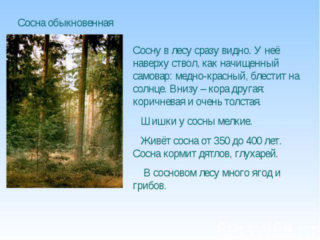Сосна обыкновенная Сосну в лесу сразу видно. У неё наверху ствол, как начищенный самовар: медно-красный, блестит на солнце. Внизу – кора другая: коричневая и очень толстая. Шишки у сосны мелкие. Живёт сосна от 350 до 400 лет. Сосна кормит дятлов, гл…