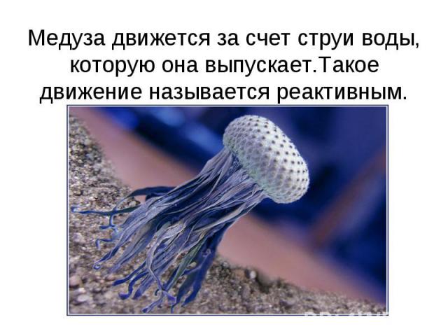 Медуза движется за счет струи воды, которую она выпускает.Такое движение называется реактивным.