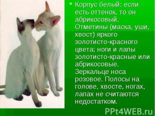 Корпус белый: если есть оттенок, то он абрикосовый. Отметины (маска, уши, хвост)