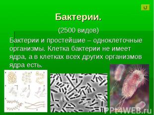 Бактерии. (2500 видов) Бактерии и простейшие – одноклеточные организмы. Клетка б