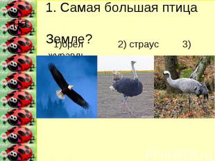 1. Самая большая птица на Земле? 1)орёл 2) страус 3) журавль
