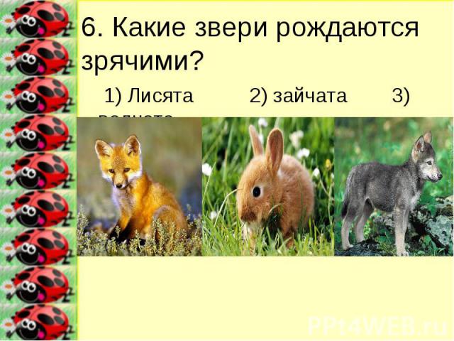 6. Какие звери рождаются зрячими? 1) Лисята 2) зайчата 3) волчата