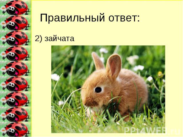 Правильный ответ: 2) зайчата