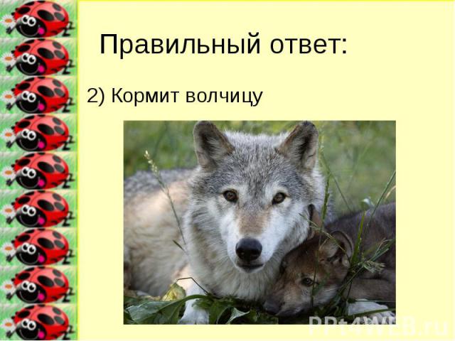 Правильный ответ: 2) Кормит волчицу
