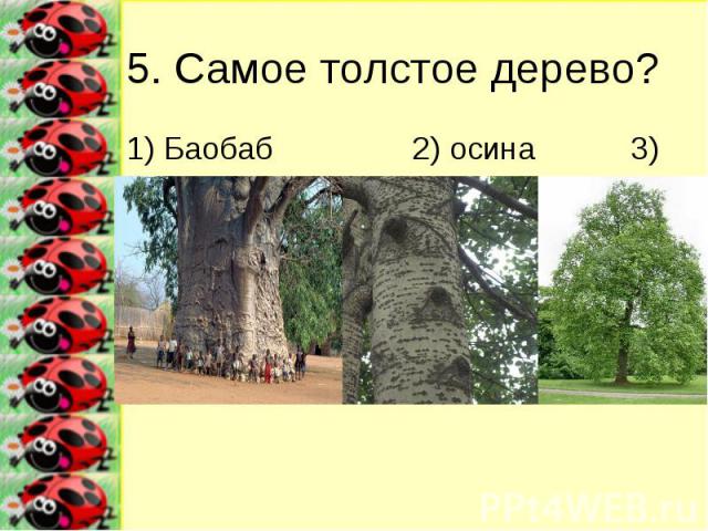 5. Самое толстое дерево? 1) Баобаб 2) осина 3) тополь