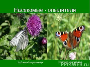 Насекомые - опылители Бабочка-боярышница Бабочка-крапивница