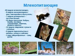 Млекопитающие -80 видов млекопитающих, - 8 видов насекомоядных: ежи, землеройки