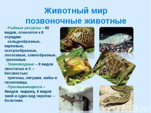 Животный мир позвоночные животные - Рыбные ресурсы – 80 видов, относятся к 8 отр