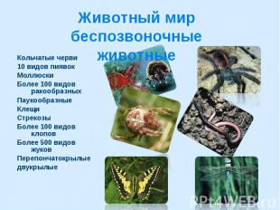 Животный мир беспозвоночные животные Кольчатые черви 10 видов пиявок Моллюски Бо