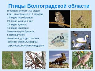 Птицы Волгоградской области В области обитает 300 видов птиц, относящихся к 17 о