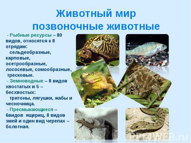Животный мир позвоночные животные - Рыбные ресурсы – 80 видов, относятся к 8 отрядам: сельдеобразные, карповые, осетрообразные, лососевые, сомообразные, тресковые. - Земноводные – 8 видов хвостатых и 5 –бесхвостых: тритоны, лягушки, жабы и чесночниц…